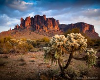 cholla, cactus, superstition mountains, arizona